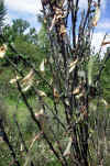 Cytisus multiflorus