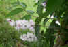 Deutzia sp