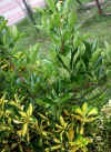 Euonymus japonicus