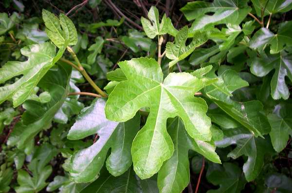 http://www.apinguela.com/Plantas/F/Ficus-carica/Ficus%20carica.jpg