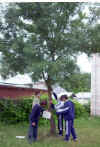 Fraxinus angustifolia