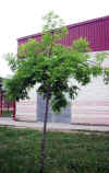 Fraxinus pendula