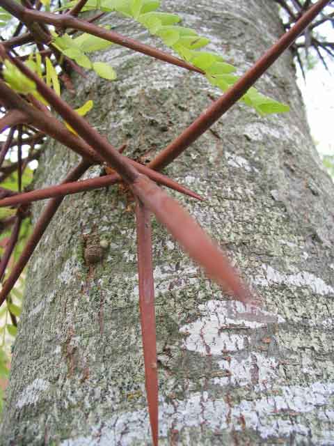 Gleditsia-Triacathos_espina.jpg