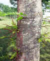 Gleditsia triacantos