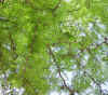 Gleditsia triacantos