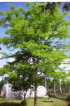 Gleditsia triacantos