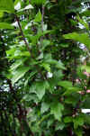 Hibiscus syriacus