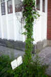 Humulus lupulus