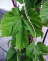 Humulus lupulus