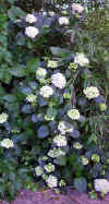 Hydrangea sp