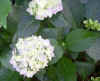 Hydrangea sp