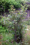 Ilex aquifolium