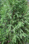 Juniperus communis