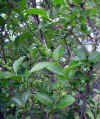 Ligustrum vulgare