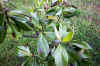 Magnolia grandiflora