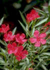 Nerium Oleander