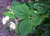 Philadelphus coronarius