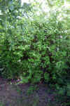 Philadelphus coronarius