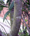 Phillirea angustifolia