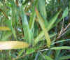 Phyllostachys viridiglaucescens