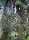 Picea abies