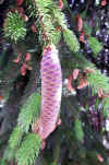 Picea abies