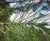 Pinus Pinea