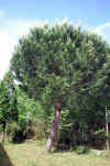 Pinus Pinea