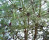 Pinus nigra