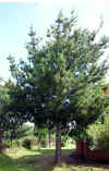 Pinus radiata