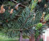 Pinus silvestris
