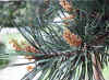 Pinus silvestris