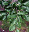 Pittosporum tobira