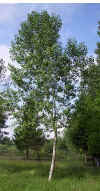 Populus canadensis