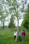Populus canadensis