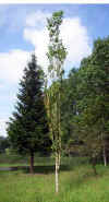 Populus nigra (Italica)