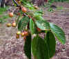 Prunus avium