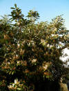 Prunus laurecerasus-arbol