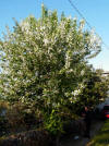 Prunus laurecerasus-arbol