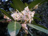 Prunus laurecerasus-flores