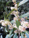 Prunus laurecerasus-flores