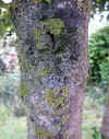 Prunus laurecerasus