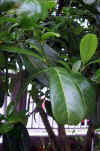 Prunus laurecerasus-hojas