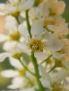 Prunus padus-flores