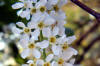 Prunus padus-flores