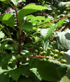 Prunus padus-hojas y frutos