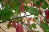 Prunus padus-hojas viejas