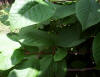 Prunus padus-hojas