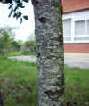 Prunus padus