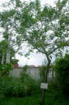 Prunus persica alba plena
